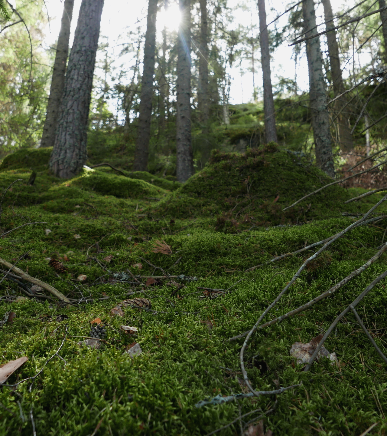 A closeup of green moss on the forest floor. Light falls through out of focus trees in the background and lands on the vivid moss.