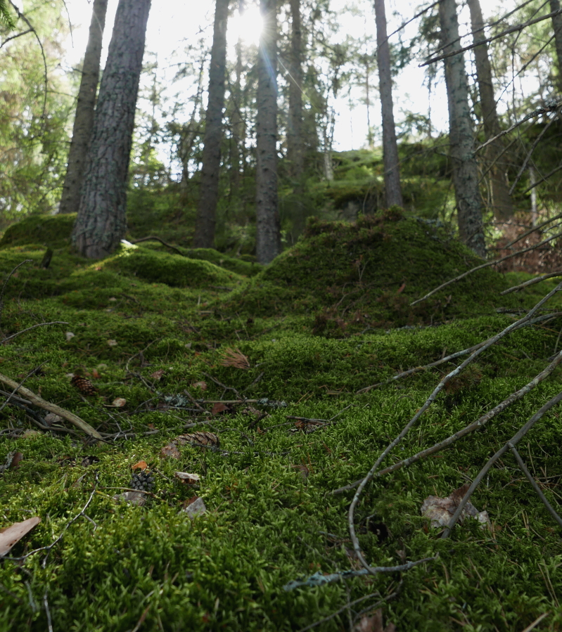 A closeup of green moss on the forest floor. Light falls through out of focus trees in the background and lands on the vivid moss.
