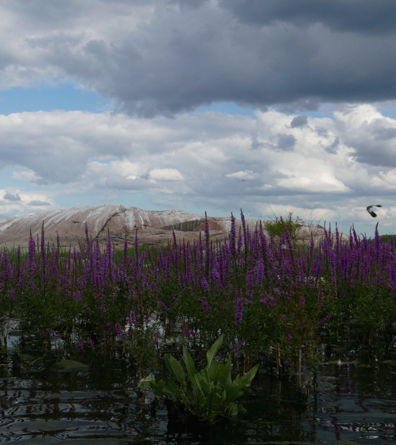 An almost picture-like composition. Water with tall purple flowers in the foreground, a guano-stained beige rock in the distance, dramatic clouds above it all. A bird flies off towards the right.