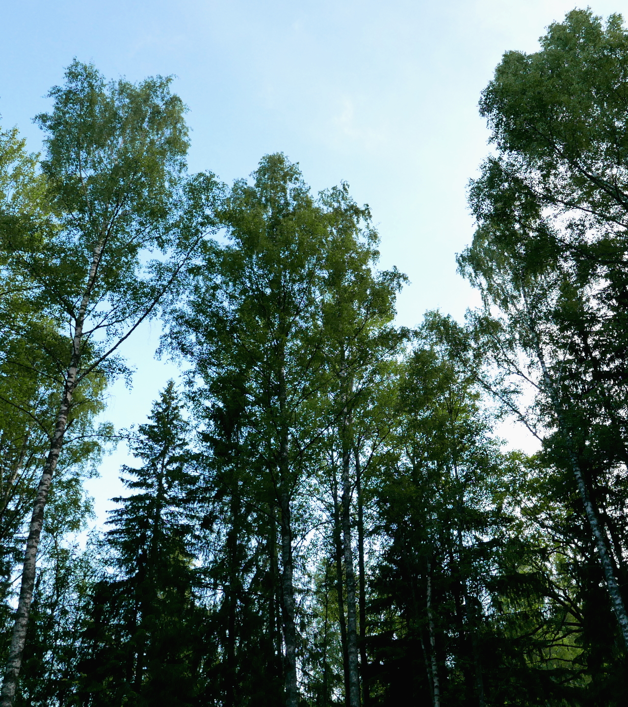 Looking up at tall birches and some spruce against a clear blue sky.