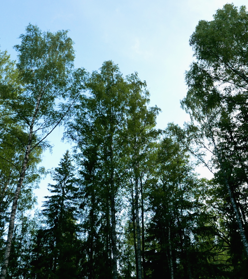 Looking up at tall birches and some spruce against a clear blue sky.