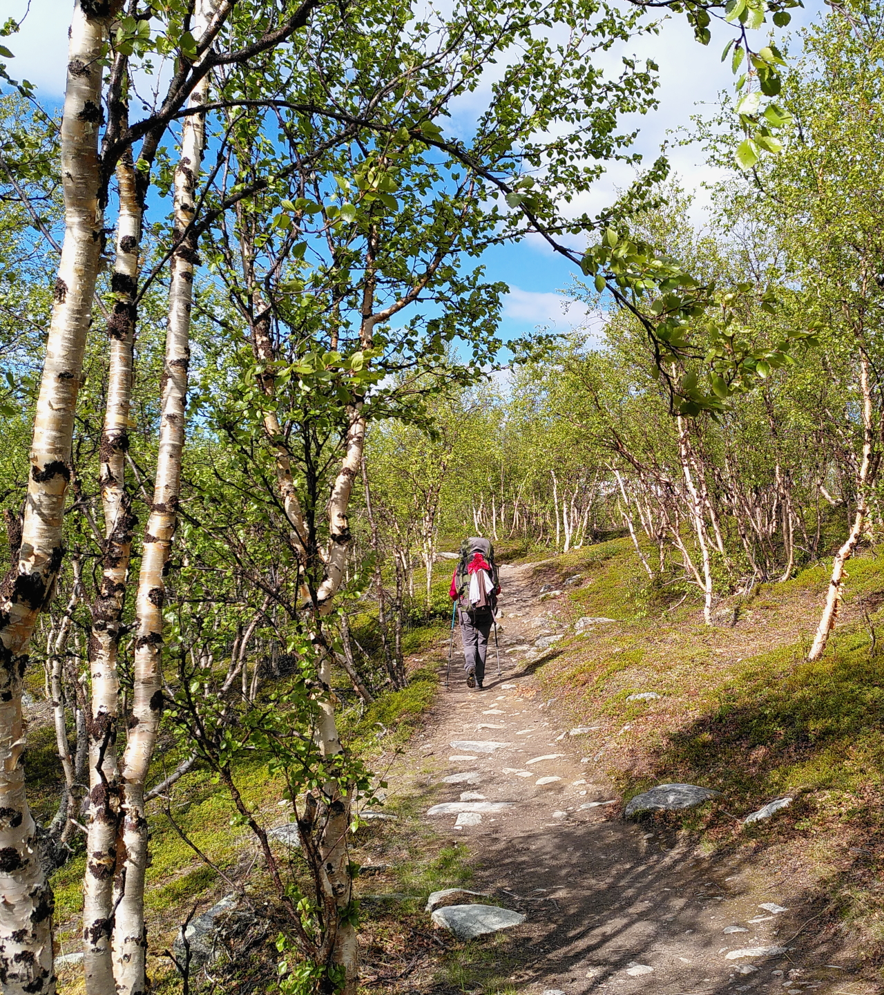 A person walking with a backpack forward on a stoney path, through a forest of low and twisted birch trees.