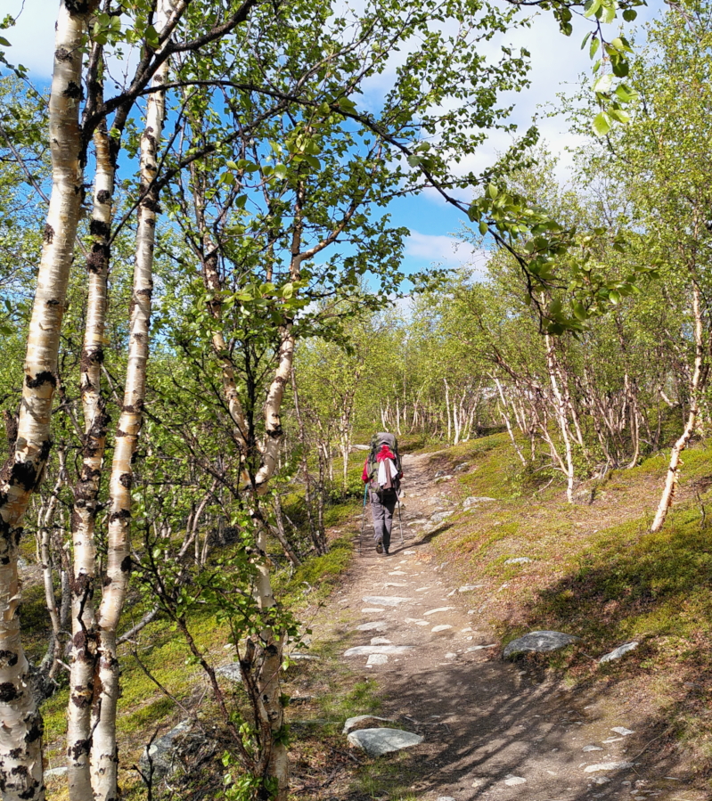 A person walking with a backpack forward on a stoney path, through a forest of low and twisted birch trees.