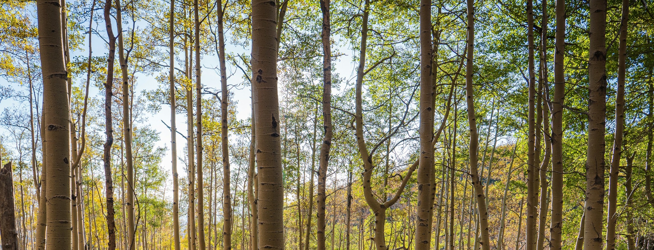 An image of aspen trees - trunks branches and leaves - in late summer/early autumn. They cover the screen and behind them there is a light blue sky and a low hill to the left.