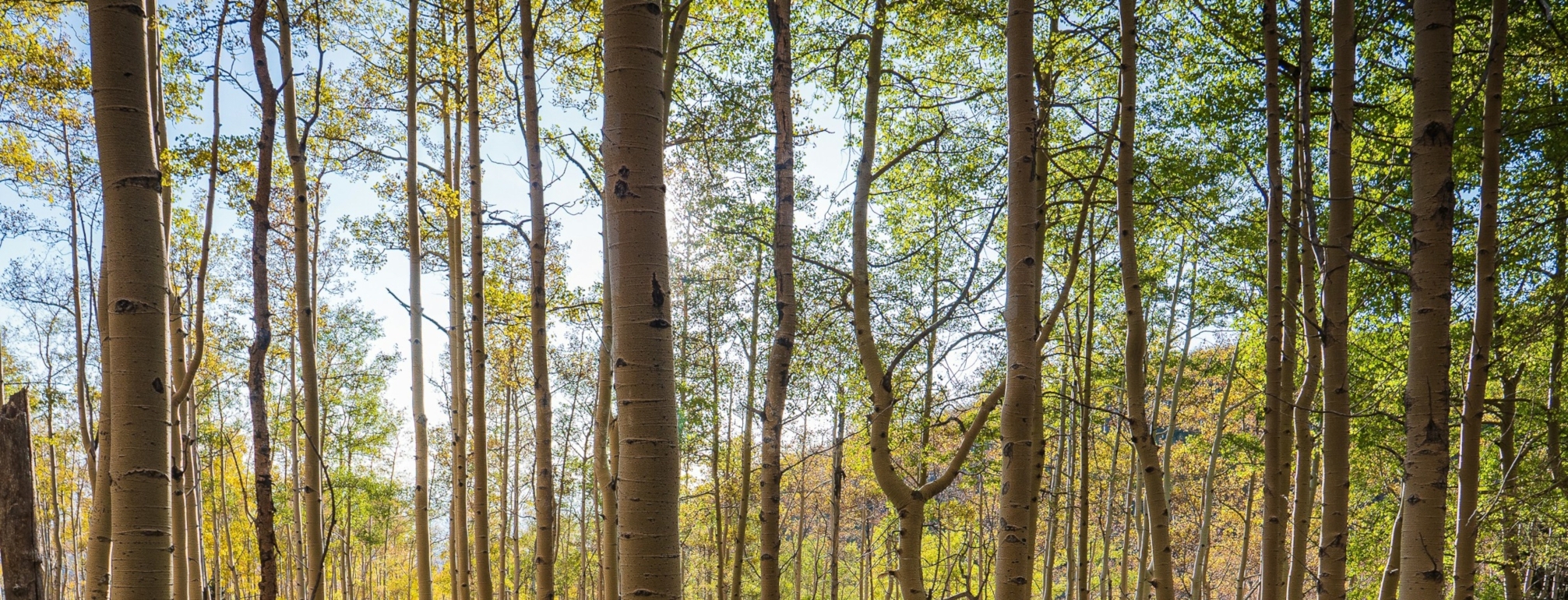 An image of aspen trees - trunks branches and leaves - in late summer/early autumn. They cover the screen and behind them there is a light blue sky and a low hill to the left.