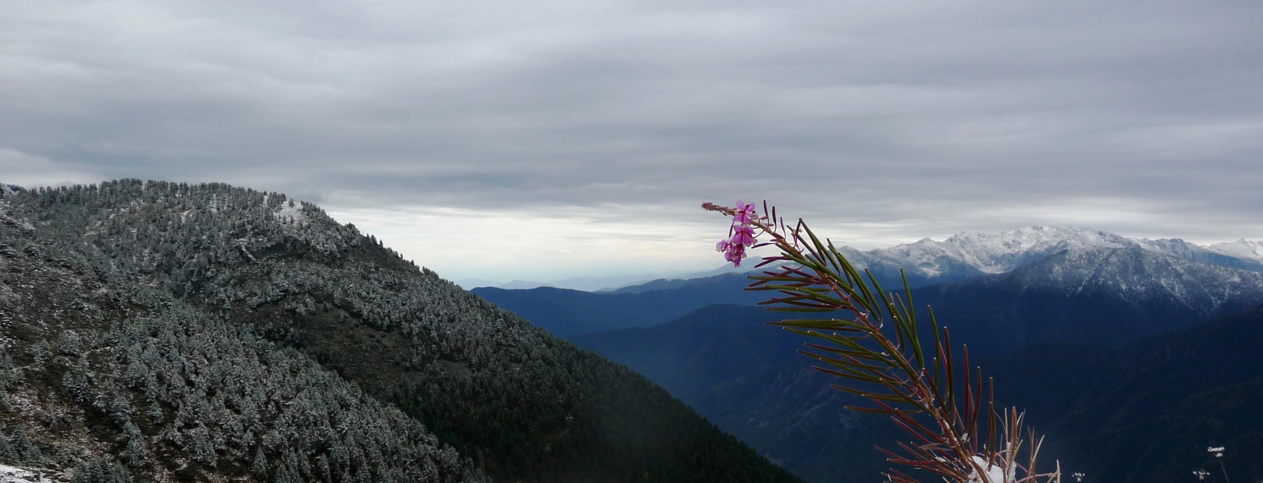 A single fireweed clings on to its flowers in the foreground as winter starts to cover the hills and mountains behind it. Rolling clouds cover the sky and the image is peaceful yet dramatic.