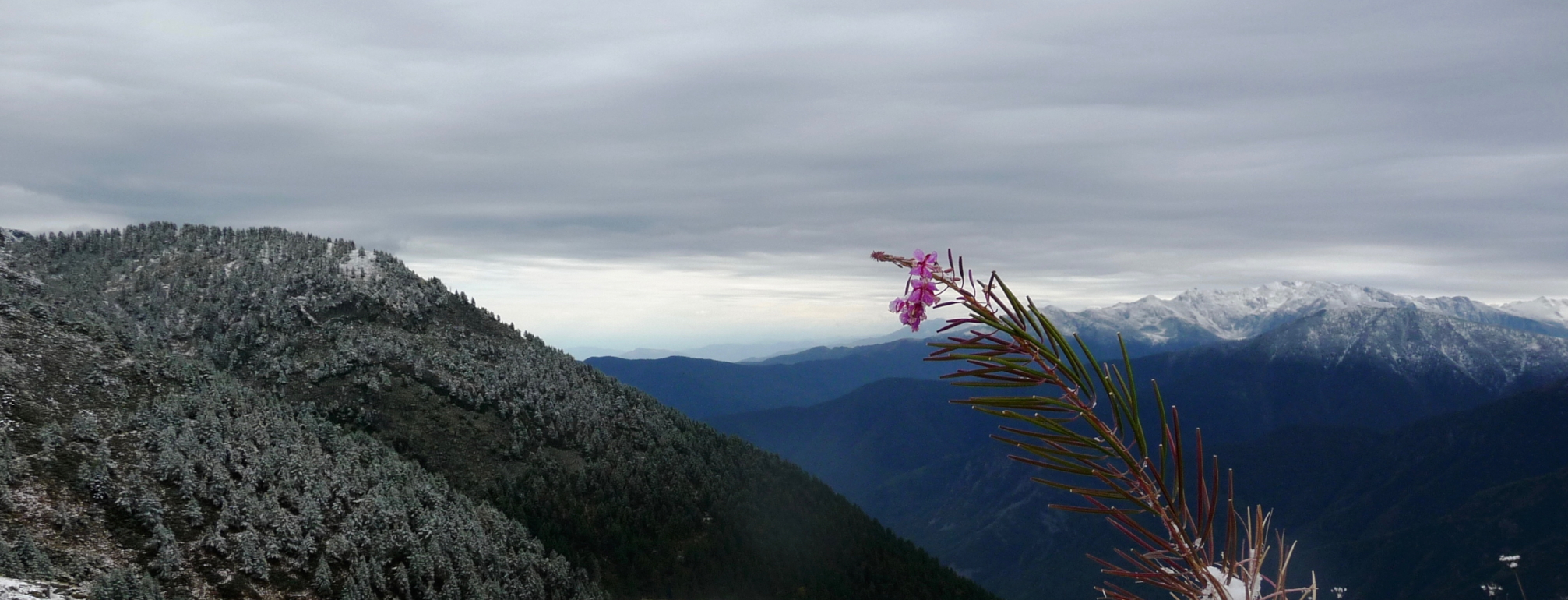 A single fireweed clings on to its flowers in the foreground as winter starts to cover the hills and mountains behind it. Rolling clouds cover the sky and the image is peaceful yet dramatic.