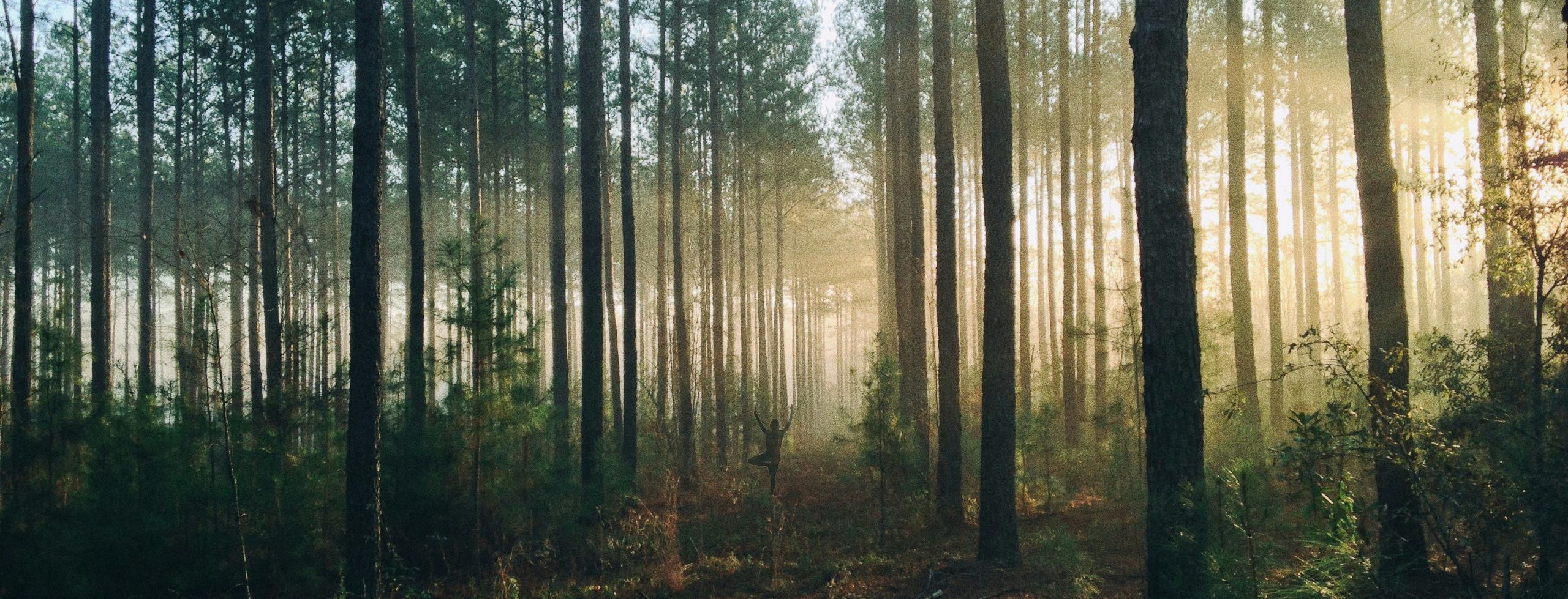 The silhouette of a person in tree pose can be seen in a forest. The light is dim, somewhat mysterious. Image created from originals by Paul Newton and Steven Kamenar.