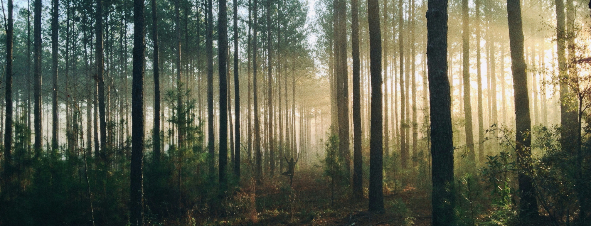 The silhouette of a person in tree pose can be seen in a forest. The light is dim, somewhat mysterious. Image created from originals by Paul Newton and Steven Kamenar.